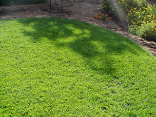 After laying new sod down